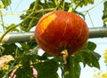 Pumpkin oranges on garden, pumpkin growing on bed in garden