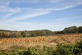 Pumpkin Patch Royalty Free Stock Photo