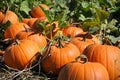 Pumpkin Patch Royalty Free Stock Photo