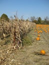 Pumpkin patch Royalty Free Stock Photo