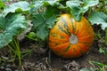 Pumpkin Patch Royalty Free Stock Photo