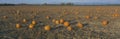 Pumpkin Patch