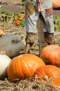 Pumpkin Patch Royalty Free Stock Photo