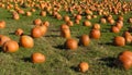 Pumpkin Patch