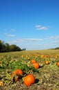 Pumpkin Patch Royalty Free Stock Photo