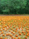 Pumpkin patch