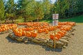 pumpkin patch for carving pumpkins with orange pumpkins on rock ledges in Fall Royalty Free Stock Photo