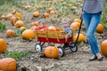 Pumpkin patch Royalty Free Stock Photo