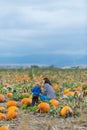 Pumpkin patch Royalty Free Stock Photo