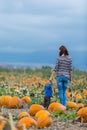 Pumpkin patch Royalty Free Stock Photo