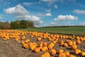 Pumpkin patch with cloudy blue skies with room for copy Royalty Free Stock Photo