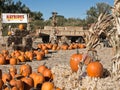 Pumpkin Patch complete with a hay ride Royalty Free Stock Photo