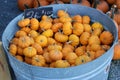 Pumpkin Patch Display - Little Orange Pumpkins