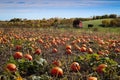 Pumpkin Patch and Fall Foliage