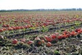 Pumpkin Patch Field Royalty Free Stock Photo