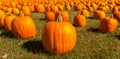 Pumpkin patch field with bright orange pumpkins on green grass Royalty Free Stock Photo