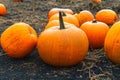 Pumpkin patch field. Halloween pumpkins closeup on a farm. Organic vegetable farming in Autumn during Thanksgiving time. Harvest Royalty Free Stock Photo