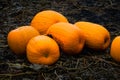 Pumpkin patch field. Halloween pumpkins closeup on a farm. Organic vegetable farming in Autumn during Thanksgiving time. Harvest Royalty Free Stock Photo