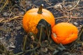 Pumpkin patch field. Halloween pumpkins closeup on a farm. Organic vegetable farming in Autumn during Thanksgiving time. Harvest