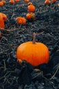 Pumpkin patch field. Halloween pumpkins closeup on a farm. Organic vegetable farming in Autumn during Thanksgiving time. Harvest Royalty Free Stock Photo