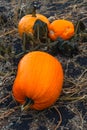 Pumpkin patch field. Halloween pumpkins closeup on a farm. Organic vegetable farming in Autumn during Thanksgiving time. Harvest Royalty Free Stock Photo