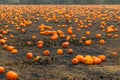 Pumpkin patch field. Halloween pumpkins on a farm. Organic vegetable farming in Autumn during Thanksgiving time. Harvest season