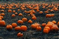 Pumpkin patch field. Halloween pumpkins on a farm. Organic vegetable farming in Autumn during Thanksgiving time. Harvest season