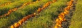 Pumpkin Patch Field Royalty Free Stock Photo