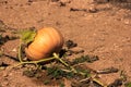 Pumpkin Patch Royalty Free Stock Photo