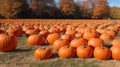 Pumpkin patch with freshly picked pumpkins of all sizes