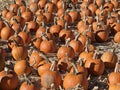 Pumpkin patch at Halloween Royalty Free Stock Photo