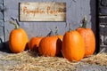 Pumpkin patch Royalty Free Stock Photo