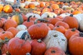 Pumpkin patch, harvest season, fresh orange pumpkins on a farm field. Royalty Free Stock Photo