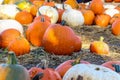 Pumpkin patch, harvest season, fresh orange pumpkins on a farm field. Royalty Free Stock Photo