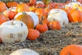 Pumpkin patch, harvest season, fresh orange pumpkins on a farm field. Royalty Free Stock Photo