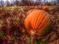 Pumpkin patch