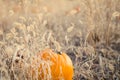 Pumpkin in a patch Royalty Free Stock Photo