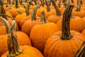 Pumpkin patch pumpkins for sale Royalty Free Stock Photo