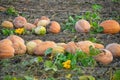 Pumpkins in a field ready for harvest.