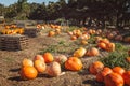 Pumpkin patch. Ripe organic orange pumpkins at outdoor farmer market Royalty Free Stock Photo