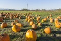 Pumpkin Patch Royalty Free Stock Photo