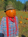 Pumpkin Patch & Scarecrow Royalty Free Stock Photo