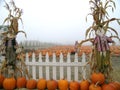 Pumpkin Patch Scarecrows with Picket Fence Royalty Free Stock Photo