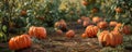 A pumpkin patch scene with several pumpkins scattered around. The upper right corner has plenty of Royalty Free Stock Photo