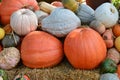 Pumpkin patch Royalty Free Stock Photo