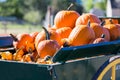 Pumpkin patch Royalty Free Stock Photo
