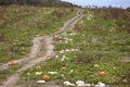 Pumpkin patch in Southwest Virginia