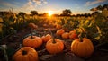 Pumpkin patch on sunny Autumn day. Beautiful fall scene Royalty Free Stock Photo