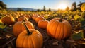 Pumpkin patch on sunny Autumn day. Colorful pumpkins on field Royalty Free Stock Photo