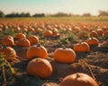 Pumpkin patch on sunny autumn day. Colorful pumpkins on field. Royalty Free Stock Photo
